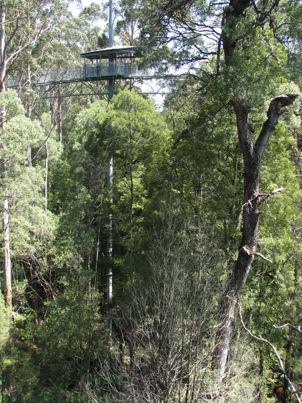 Otway Fly